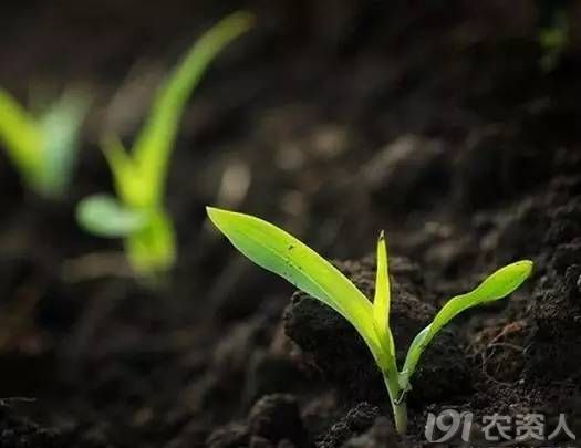 国际生物炭协会IBI