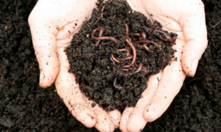 蚯蚓(太平2号)