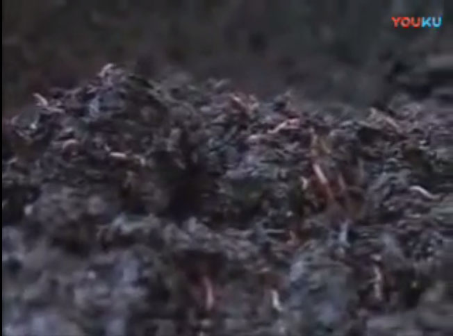 外国视频1- 蚯蚓