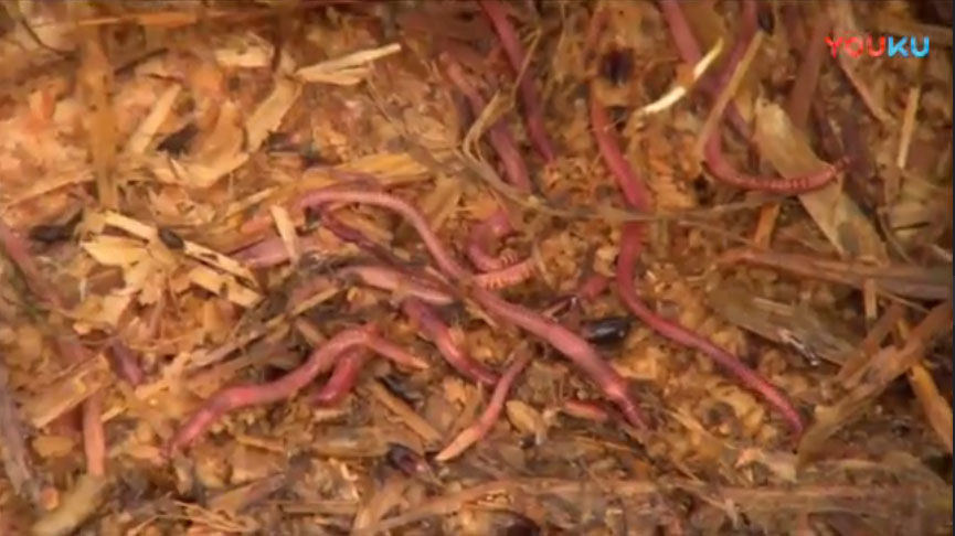 外国视频-Cleaning up our rivers wi