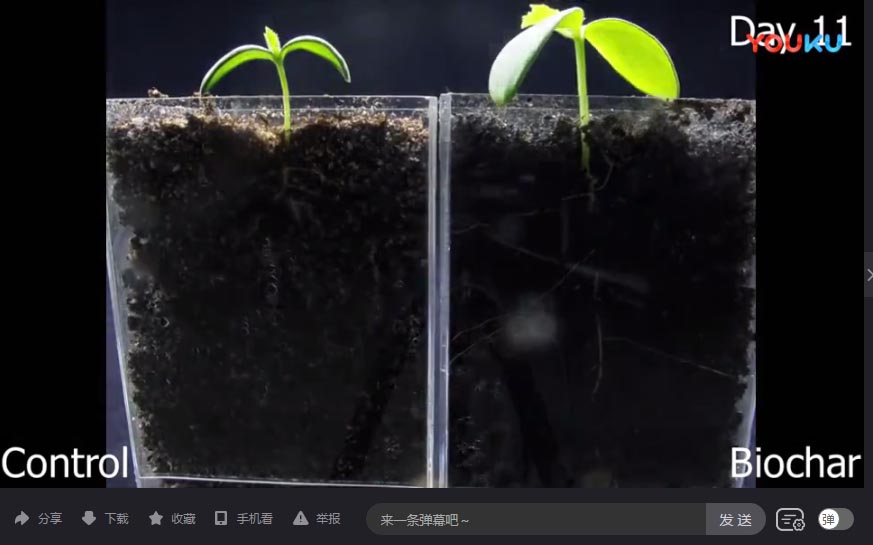 外国生物炭视频-9 Cool Terra Biochar Root Growth Timelapse
