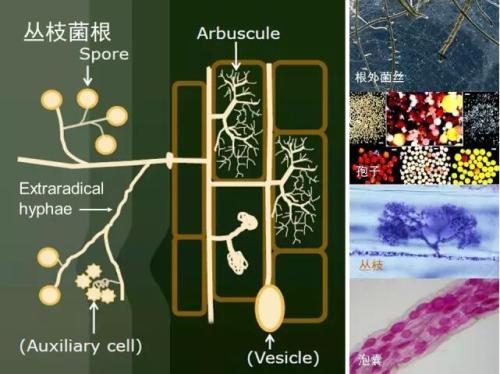 丛枝菌根菌诱导植物抗病的内在机制