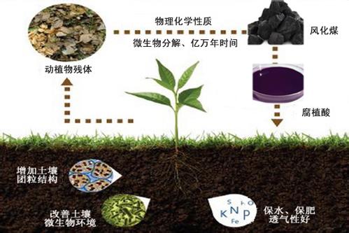 生物炭对土壤环境及作物生长影响的研究进展
