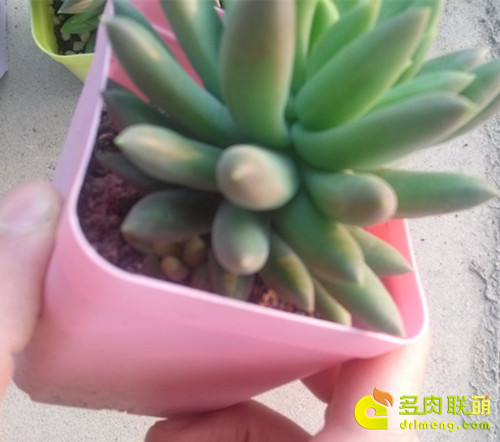 千佛手施蚯蚓粪肥实验