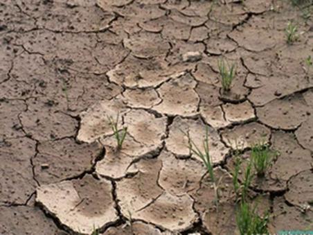 生物质炭对退化蔬菜地土壤的改良效果
