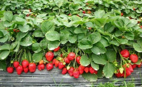 施用蚯蚓粪对草莓生长和土壤肥力的影响