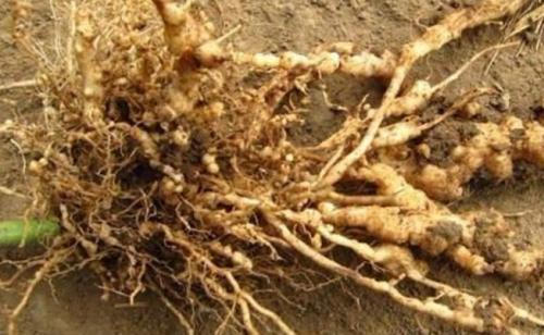 番茄根区土壤线虫群落变化对生物炭输入的响应