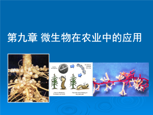 微生物在蔬菜生产之应用实例