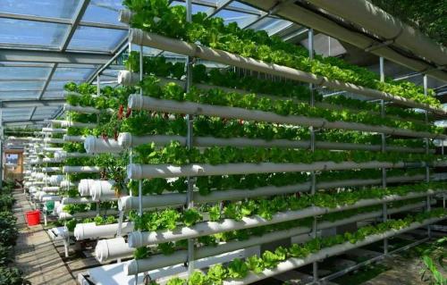 不同无土栽培方式及其对蔬菜品质影响的研究进展