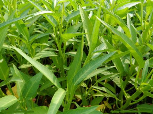 竹炭和猪炭对空心菜-小青菜轮作土壤N2O和二氧化碳排放的影响