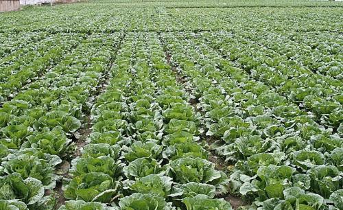 复合调理剂对栽培基质性能及蔬菜生长的影响