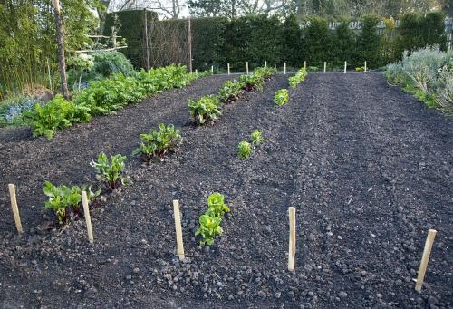 施用生物炭和硝化抑制剂对菜地N20排放和蔬菜产量的影响