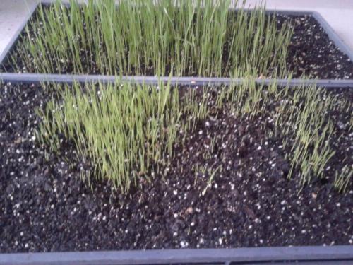 生物炭用作水稻育苗基质的研究进展