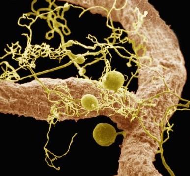 菌根菌应用于经济果树之栽培