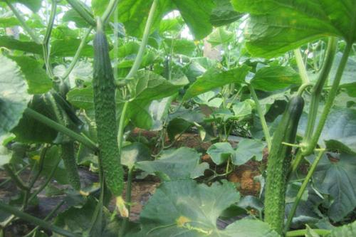 蚓粪替代部分无机基肥对温室连坐黄瓜生长及土壤性质的影响