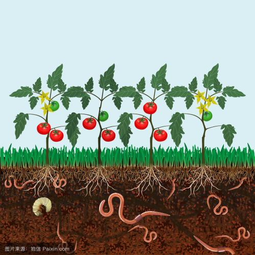 蚯蚓粪和益生菌互作对土壤性状及番茄产量和品质的影响