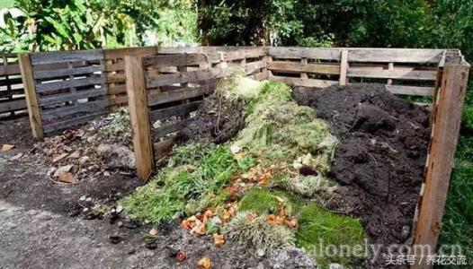 蔬菜废弃物蚯蚓堆肥对鸡毛菜生长的影响