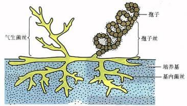 土壤放线菌与忌避植物于番石榴病害防治之应用