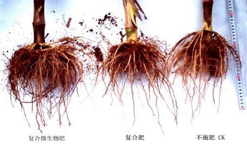 生物炭对玉米根系特性及产量的影响