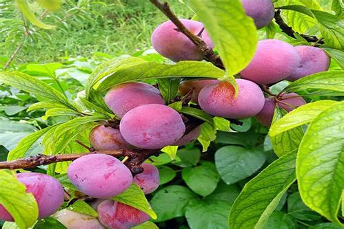 施生物炭肥可改良酸化土壤提高果实品质