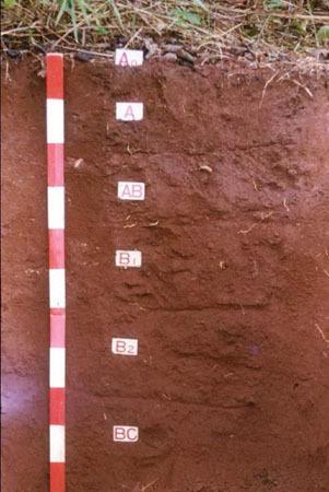 稻壳炭对红壤理化特性及芥菜生长的影响
