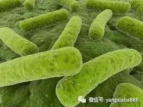 微生物制剂在设施蔬菜栽培之应用实务