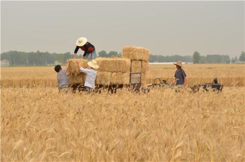 小麦秸秆生物炭在广东省蔬菜连作土壤中的应用效果研究