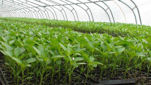 木醋液和炭醋肥对设施蔬菜土壤肥力及蔬菜产量的影响