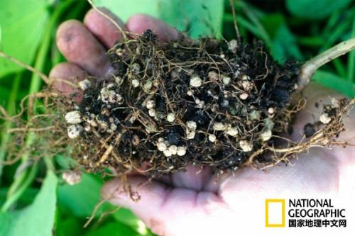 微生物肥料在绿色农业之研究与发展