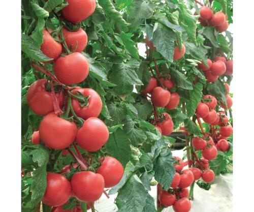 蚓粪施用方式对不同品种番茄生长和土壤肥力的影响