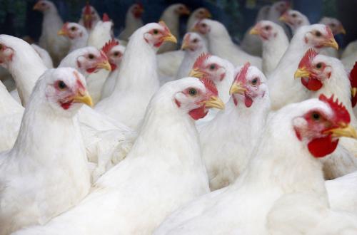 饲粮中添加竹醋液对白肉鸡生长性能，肠道性状及屠体品质之影响