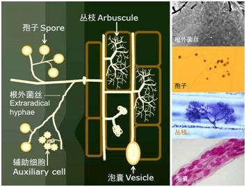 菌剂-菌根联合修复石油污染土壤的实验研究