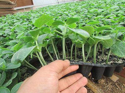 蚯蚓粪基质黄瓜，西瓜穴盆苗耐热性研究