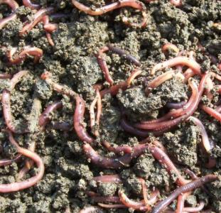 浅谈污泥的蚯蚓分解处理技术